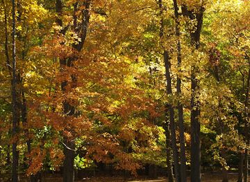 delaware/blackbird-state-forest/landmark/nemours-estate