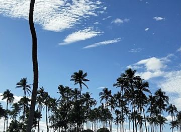 tonga/nuku-island/landmark/3-headed-coconut