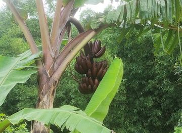 dominica/hampstead-beach/landmark/soma-garden-dominica