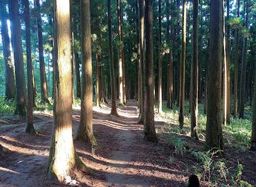 india/shillong/laban/landmark/malki-forest