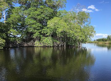 jamaica/black-river-great-morass/landmark/irie-safari-and-swamp-buggy-s