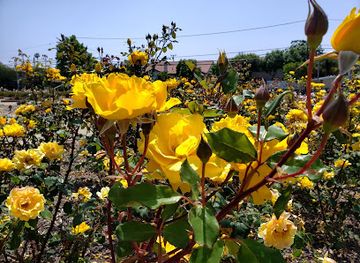 california/costa-mesa/landmark/costa-mesa-historical-society