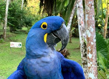 costa-rica/osa-peninsula/landmark/ave-de-azul-de-la-osa