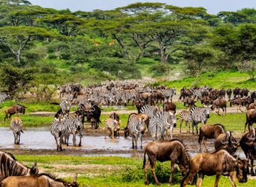 tanzania/ngorongoro-conservation-area/landmark/kiliserengoro-tours-kilimanjaro-hiking-company-tanzania-2-3-4-5-days-safari-serengeti-migration-tour-operators-in-moshi
