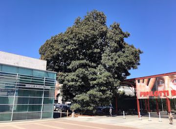 california/los-angeles/landmark/aoyama-tree