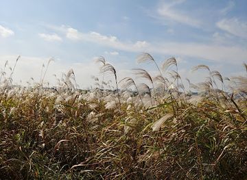 south-korea/yeongnam-region/landmark/yeongsan-river