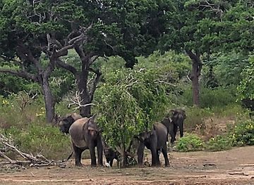 sri-lanka/yala-national-park/landmark/bundala-safari-with-srimal