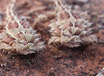 australia/macdonnell-ranges/landmark/alice-springs-reptile-centre