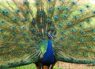 ghana/nzema/landmark/kumasi-zoological-gardens