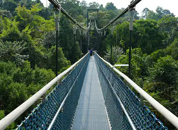 TreeTop Walk