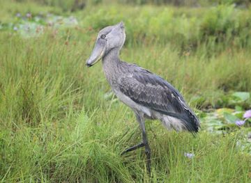 uganda/entebbe/landmark/shoebill-mabamba-swamp-uganda