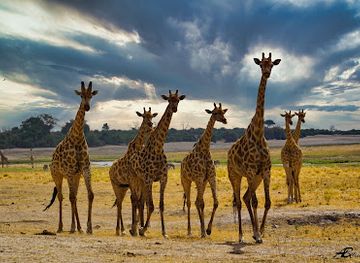 botswana/kgalagadi-transfrontier-park/landmark/moremi-game-reserve