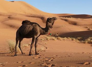 morocco/sahara-desert/landmark/morocco-sahara-desert-travel
