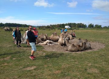 sweden/oland/landmark/kamelranch