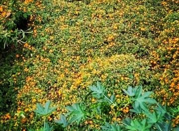 ecuador/loja/landmark/blues-de-la-calle-loja