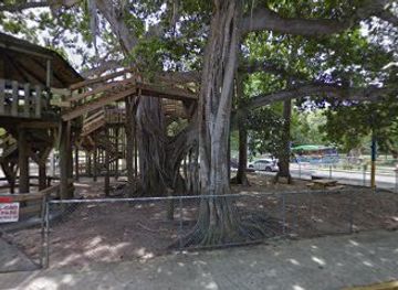 puerto-rico/aguadilla/landmark/tarzan-tree