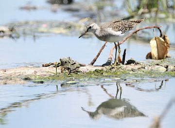 south-africa/polokwane/landmark/polokwane-bird-sanctuary