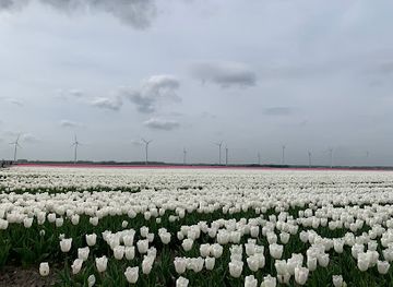 netherlands/ijsselmeer-polders/landmark/tulpenroute