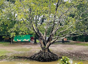 bangladesh/ratargul-swamp-forest/landmark/legendary-bot-tree