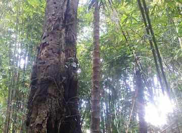 indonesia/tana-toraja/landmark/kuburan-bayi-kambira