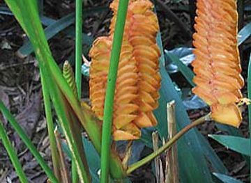 trinidad-and-tobago/aripo-caves/landmark/aripo-caves-trailhead