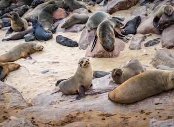 Cape Cross Seal Reserve