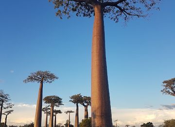 madagascar/ifaty/landmark/mangily-scuba