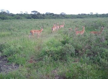 kenya/maasai-mara/landmark/maasai-market