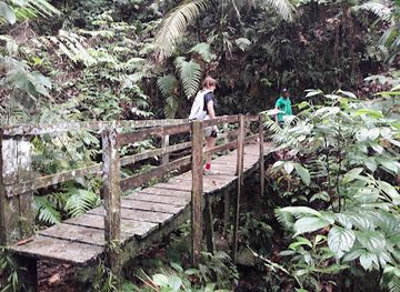 saint-lucia/tet-paul-nature-trail/landmark/des-cartier-trail