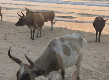 Vacas Point