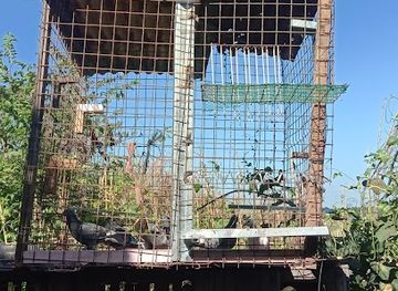 philippines/angeles-city/landmark/sta-cruz-magalang-pampanga