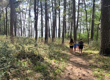 texas/piney-woods/landmark/sam-houston-national-forest