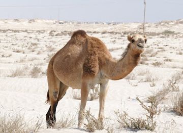 oman/wahiba-sands/landmark/al-khaluf-beach