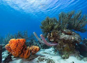 curacao/band-abou/landmark/koraalrif