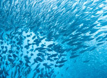 philippines/puerto-princesa/landmark/let-s-wander-places-travel-and-tours