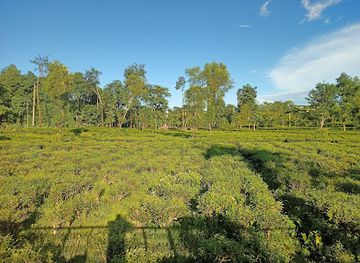 bangladesh/sylhet/landmark/goabadi-wakowe