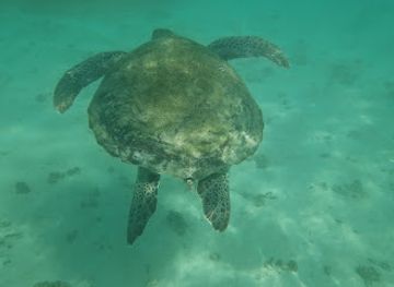mauritius/trou-aux-biches/landmark/trou-aux-biches-koralok