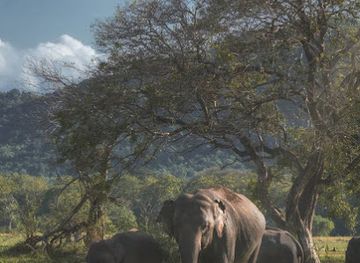 sri-lanka/minneriya-national-park/landmark/minneriya-jeep-safari-service