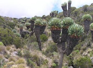 Mt Kilimanjaro