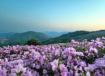 south-korea/honam-region/landmark/hwangmaesan-county-park