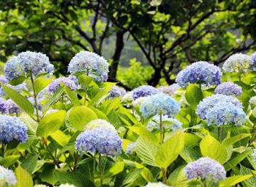 south-korea/south-chungcheong-province/landmark/chollipo-arboretum