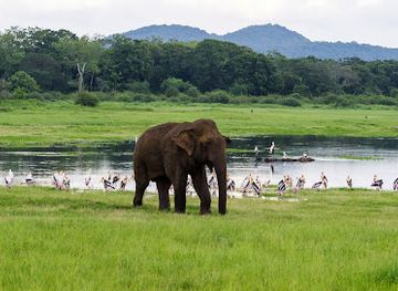 sri-lanka/minneriya-national-park/landmark/minneriya
