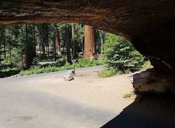 california/sequoia-national-park/landmark/sequoia-national-park-s-tunnel-log
