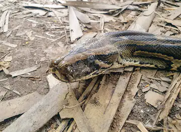 The Gambian Reptiles Farm