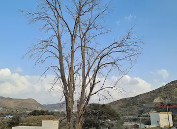 The Oldest Tree in Saudi Arabia