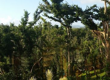 puerto-rico/caribbean-national-forest/landmark/bosque-estatal-del-nuevo-milenio