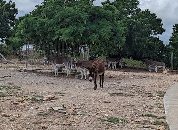 antigua-and-barbuda/fig-tree-drive/landmark/antigua-s-donkey-sanctuary-humane-society