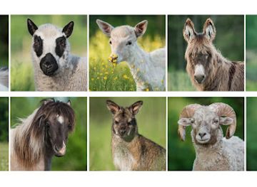 latvia/latgale/landmark/jurita-mini-zoo