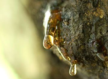 dominican-republic/barahona-region/landmark/amber-world-museum