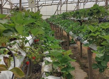 malaysia/cameron-highlands/landmark/strawberry-park